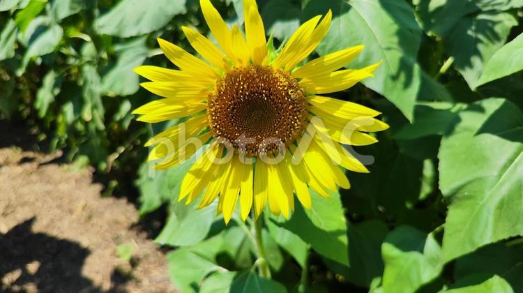 夏を抱きしめる花畑 ひまわり,洲原ひまわりの里,黄金色の花畑の写真素材