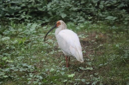 佐渡で飼育されている朱鷺（トキ） 朱鷺,鳥,野鳥の写真素材