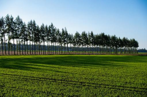 朝の光に静かに目覚める広大な畑 畑,秋まき麦,並木の写真素材