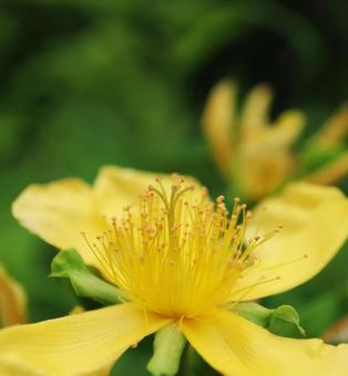 トモエソウ トモエソウの写真