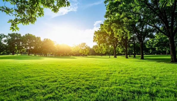 夏の公園2 夏の公園2の写真