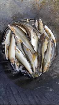 鮎 鮎,鮎釣り,友釣りの写真素材