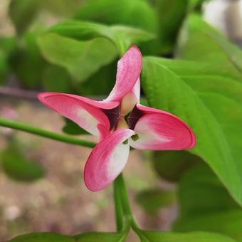 ハナミズキ8(花が開く前) ハナミズキ8(花が開く前)の写真