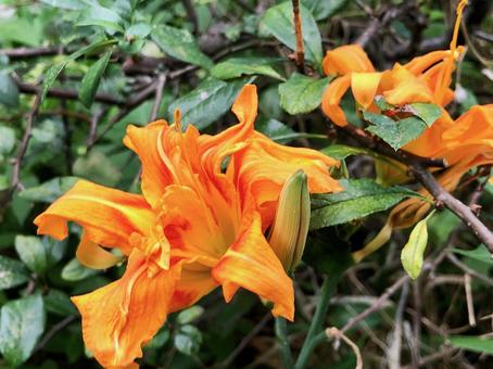 カンゾウの写真