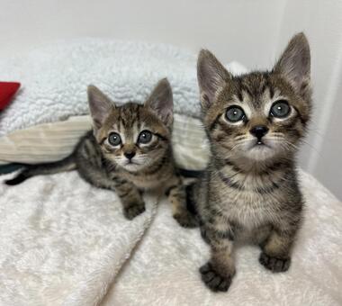 kazu&masa 子猫,キジトラ,兄妹の写真素材