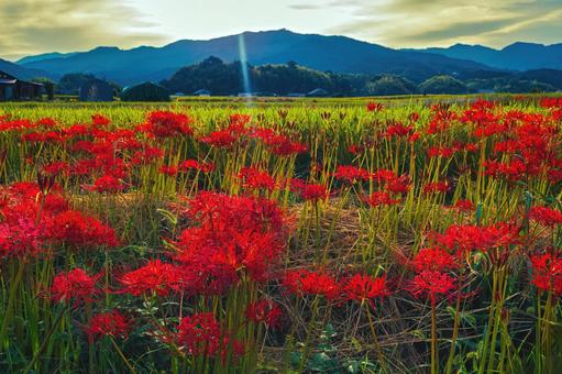秋に見頃を迎える奈良県明日香村の彼岸花 秋に見頃を迎える奈良県明日香村の彼岸花 秋,奈良県,高市郡の写真素材