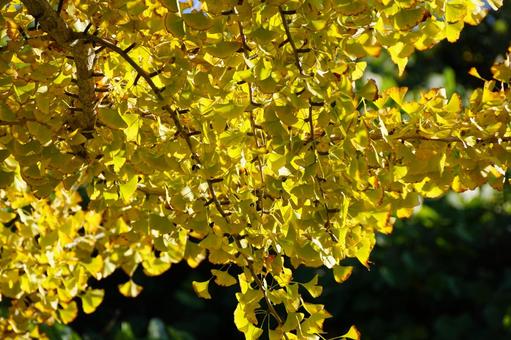イチョウ イチョウ,木,ギンナンの写真素材