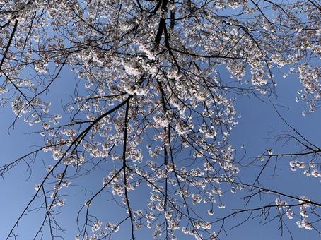 さくら さくら さくら,桜,4月の写真素材