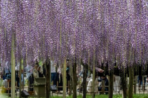春のあしかがフラワーパーク 春のあしかがフラワーパークの写真