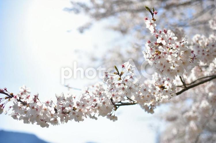 透き通った桜 木,自然,花の写真素材