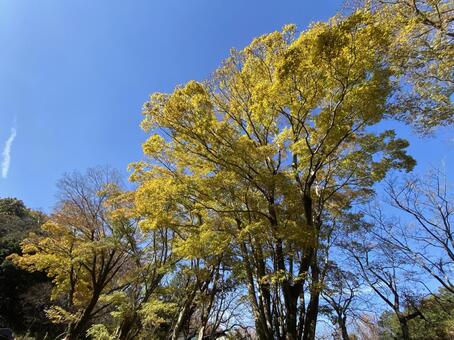 キャンプ場の紅葉 オートキャンプ,紅葉,秋の写真素材