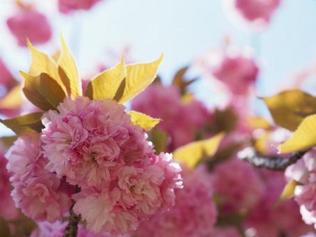 満開の八重桜と青空 満開の八重桜と青空の写真