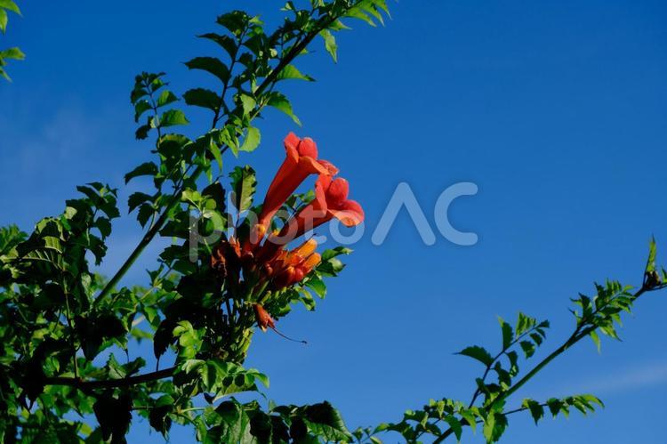 ノウゼンカズラ ノウゼンカズラ,花,凌霄花の写真素材