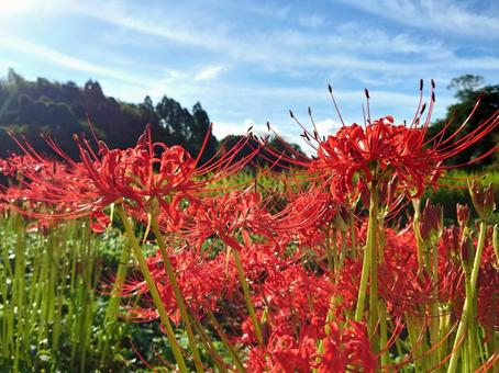 秋の花 ヒガンバナ 秋の花 ヒガンバナ 彼岸花,秋の花,風景の写真素材
