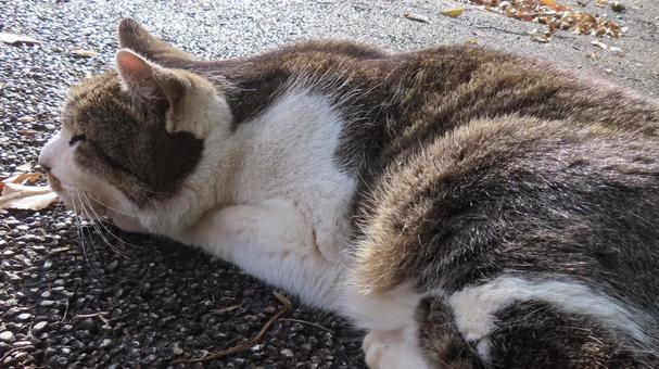 日向ぼっことお昼寝が日課のもふもふな猫様 猫,キジシロ,眠り猫の写真素材