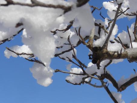 枝の雪-8 枝の雪-8の写真