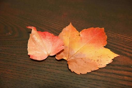木のテーブルに映える紅葉の葉 紅葉,落ち葉,秋の写真素材