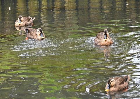 自由に泳ぐカルガモたち 自由に泳ぐカルガモたちの写真