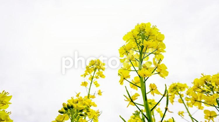 福岡県古賀市の菜の花畑 菜の花,青空,春の写真素材