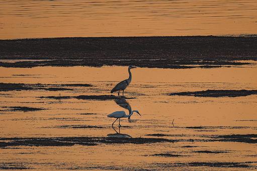 野付湾の干潟で採餌するサギたち 野付半島,野付湾,道東の写真素材