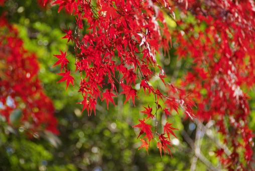 赤紅葉 赤紅葉の写真