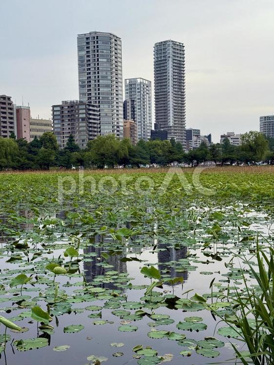 梅雨空の下蓮の葉が繁殖する不忍池 不忍池,上野,上野恩賜公園の写真素材