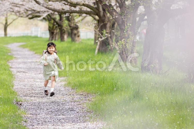 桜の下でランドセルを背負う女の子 桜,人物,女性の写真素材