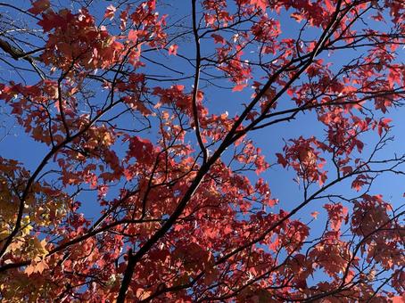 紅葉 紅葉 風景,木,自然の写真素材