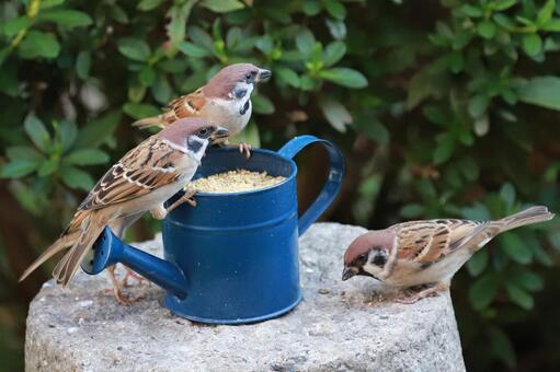 すずめ給餌 野鳥,ことり,スズメの写真素材