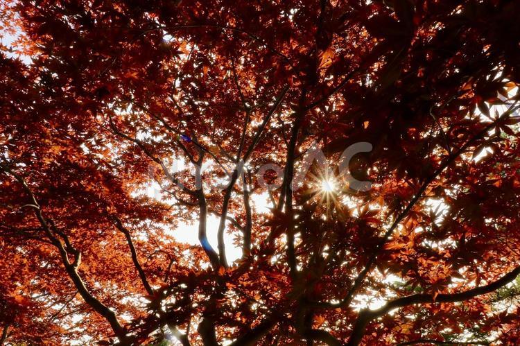 紅葉の間からさす太陽が美しい景色 紅葉,自然,落葉の写真素材