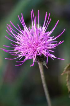 ノアザミ ノアザミ,野薊,キク科の写真素材