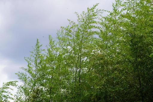 竹林 竹林の写真