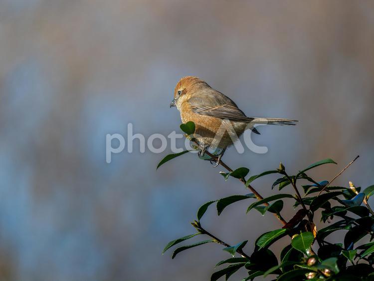 枝にとまるモズ・百舌鳥 モズ,百舌鳥,野鳥の写真素材