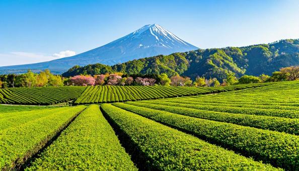 初夏の青空と新緑の茶畑 初夏の青空と新緑の茶畑の写真