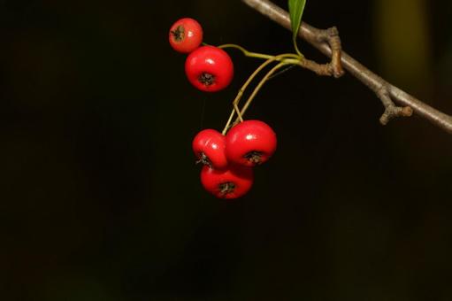 赤い実をつけた南天 植物,実,果実の写真素材