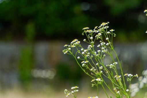 光に揺れるヒメジョオンの花 光に揺れるヒメジョオンの花の写真