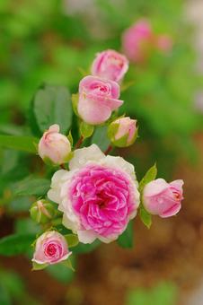 薔薇　ピンクのバラ　蕾　 薔薇,マクロ撮影,蕾の写真素材