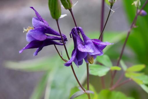 5月上旬の庭の雨上がりのオダマキの花 5月上旬の庭の雨上がりのオダマキの花の写真