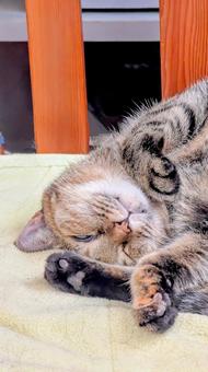 グッスリニャンコ グッスリニャンコ 猫,覗く,ニャンコの写真素材