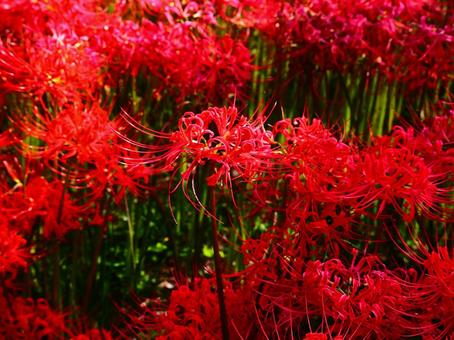 ヒガンバナの群生―水元公園 ヒガンバナの群生―水元公園 花,ヒガンバナ,彼岸花の写真素材