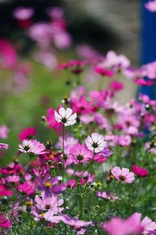 コスモス畑 コスモス畑の写真