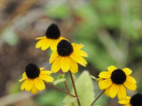 ルドベキア③ ルドベキア,花,フラワーの写真素材