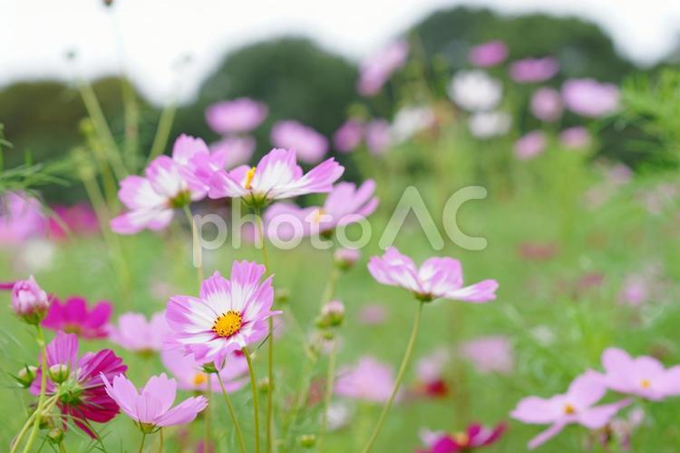 満開のピンクのコスモス畑 コスモス,花,背景の写真素材