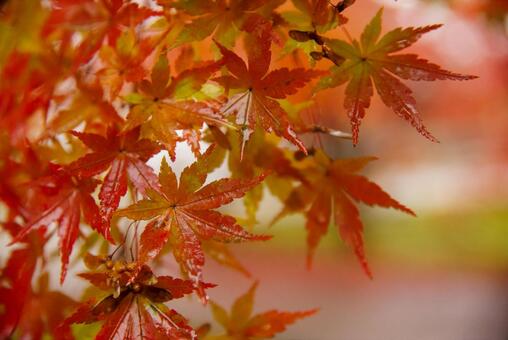 今熊野観音の紅葉 11月,秋,紅葉の写真素材