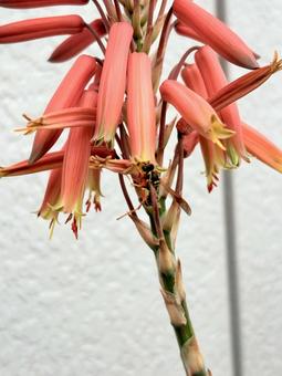 Photo, কাগজ বোলতা, ঘৃতকুমারী, পোকা, 