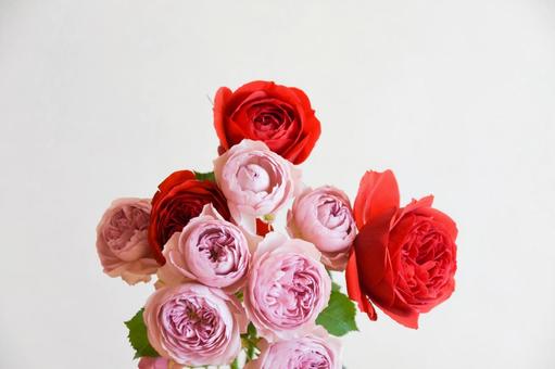 赤と紫のばら モーブティアラ,紫,赤い薔薇の写真素材