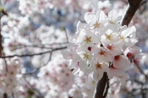 満開の桜の写真