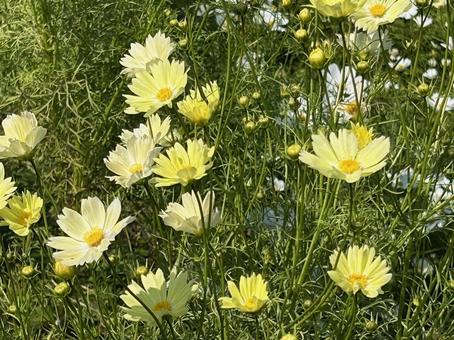 コスモス コスモス,コスモス畑,花壇の写真素材