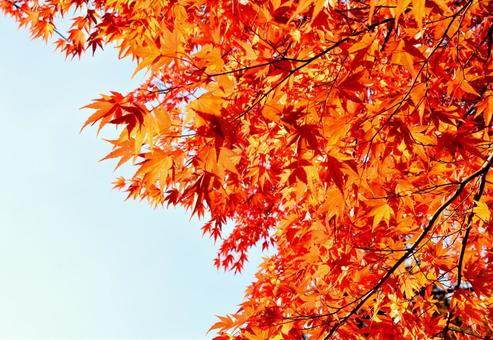 輝くもみじと空 もみじ,秋,青空の写真素材