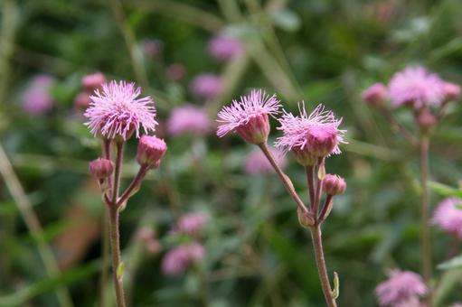 Thistle blooming scenery, JPG Thistle blooming scenery, JPG